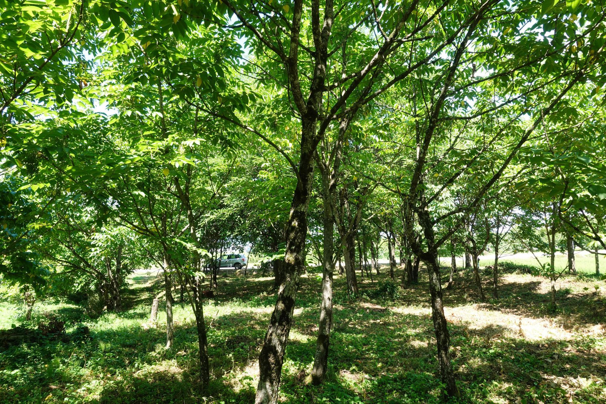 和合亮一さんと歩く「おとなの遠足」第3回 漆の木、植栽地の見学