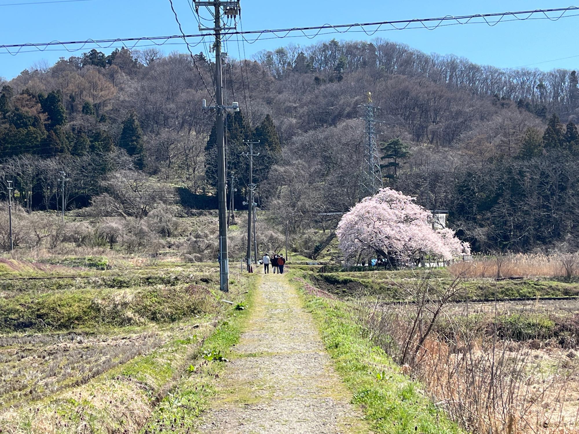 石部桜 ルート