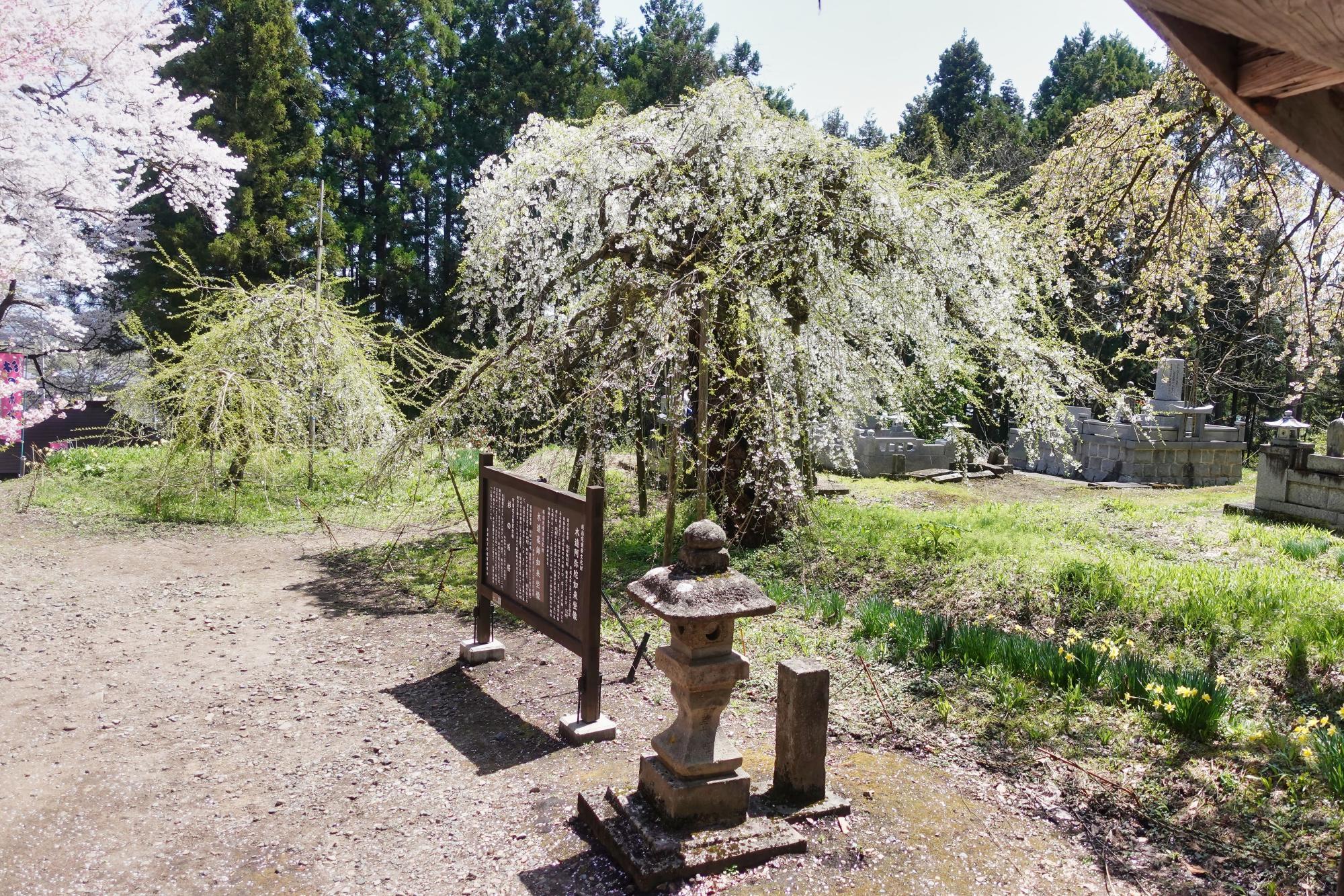 杉の糸桜