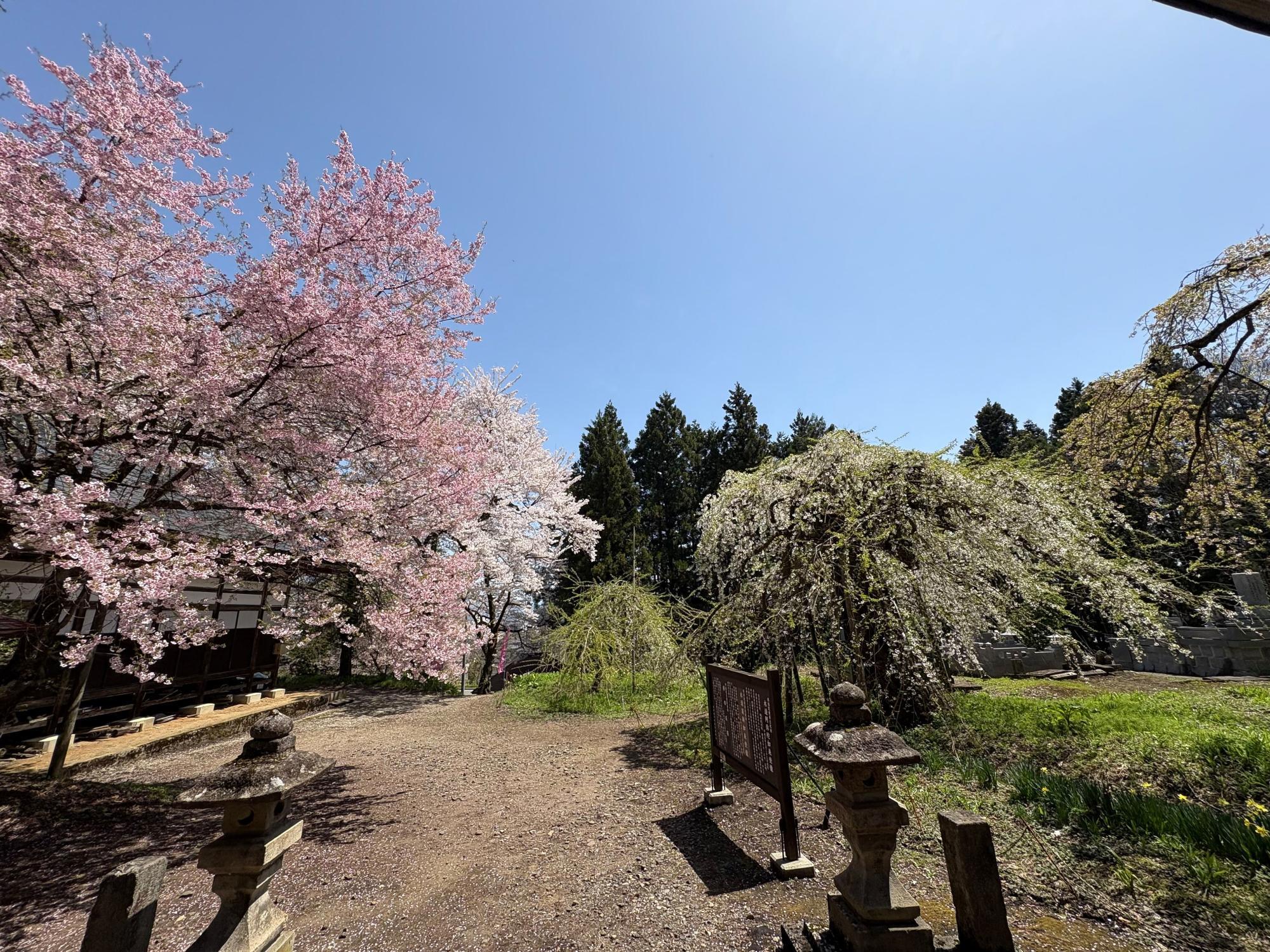 薬王寺 境内