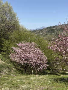 桜と磐梯山